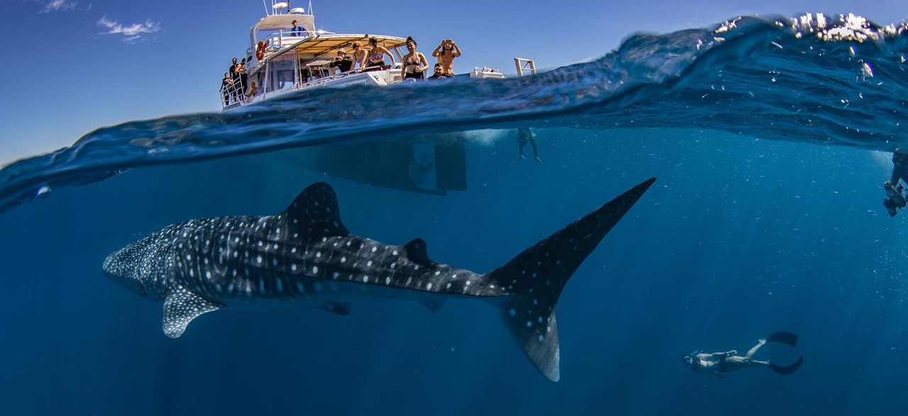  Whale Sharks’ Ningaloo Sunset Cruise Tour